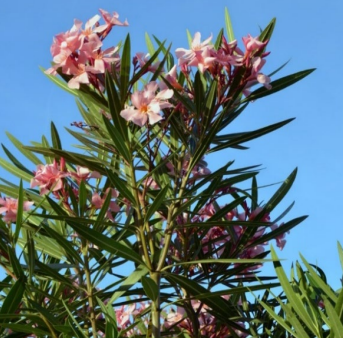Rosa Oleanderzweig mit Blüten vor klarem blauem Himmel.